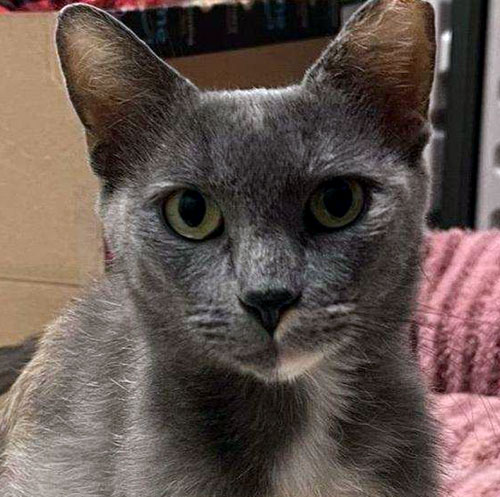Echo